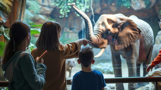 Bruiloft Ideeën: Mini Dierentuin